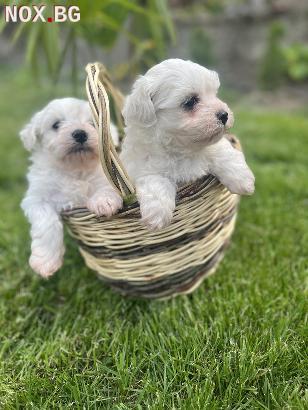 Продавам 2 кученца Мини Малтийска болонка | Кучета | Благоевград