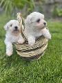 Продавам 2 кученца Мини Малтийска болонка-Кучета