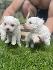 Продавам 2 кученца Мини Малтийска болонка | Кучета  - Благоевград - image 5