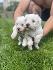 Продавам 2 кученца Мини Малтийска болонка | Кучета  - Благоевград - image 6