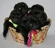 Черни бебета Мопс с родословие | Кучета  - Перник - image 1