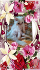 Персийски бебета дългокосмести хималайски колорпойнт сини очи разкошни любимци! | Котки  - София-град - image 6
