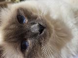 БИРМАНСКА СВЕЩЕННА ( Burmese sacred cat )-Котки