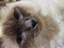 БИРМАНСКА СВЕЩЕННА ( Burmese sacred cat ) | Котки  - София-град - image 0
