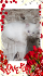 Персийски дългокосмести бебета хималайски колорпойнт сини очи прекрасни любимци! | Котки  - София-град - image 6
