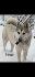 Продавам Западно Сибирски Лайки | Кучета  - Габрово - image 0