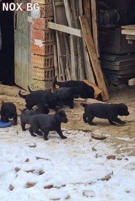 Малки черни немски овчарки | Кучета | Ловеч