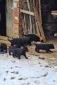 Малки черни немски овчарки-Кучета