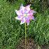 4750 Градинска вятърна въртележка с отразяващи неонови цвето | Дом и Градина  - Добрич - image 1