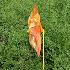 4750 Градинска вятърна въртележка с отразяващи неонови цвето | Дом и Градина  - Добрич - image 4