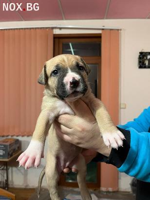 Продавам питбулчета | Кучета | Плевен