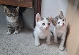 Подарявам котенца-Котки