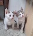Подарявам котенца-Котки