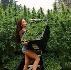 THC масло и CBD масло за здравословен начин на живот | Други  - Благоевград - image 1