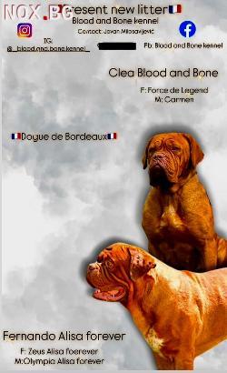 Dogue de Bordeaux – кученца | Кучета | София-град