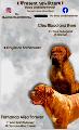 Dogue de Bordeaux – кученца-Кучета