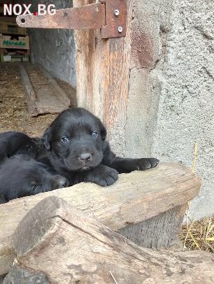 Продавам черни лабрадорчета | Кучета | Варна