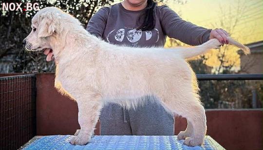 Златен Ретривър Красиви Кученца | Кучета | София