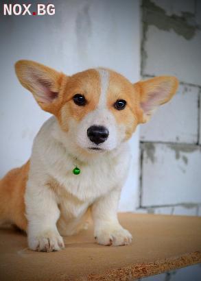 Уелски корги пембрук – Красиви кученца | Кучета | София