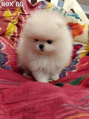 Супер сладък Мини Померан | Кучета | София-град