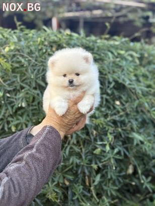 Мъжки Мини Померан | Кучета | София-град