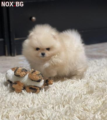 Мини Померан | Кучета | София-град