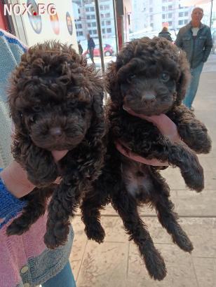 Много сладки ТОЙ ПУДЕЛИ | Кучета | София-град