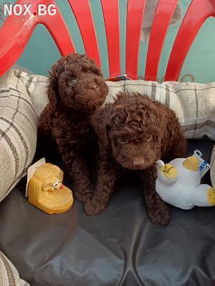 Истински Той Пудели | Кучета | София-град