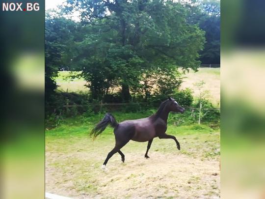 Арабски коне, Кобила, 12 години, 15 хх, Черна Ж: MVA Imperia | Коне | Бургас
