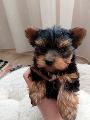 Мини йорки момченце-Кучета