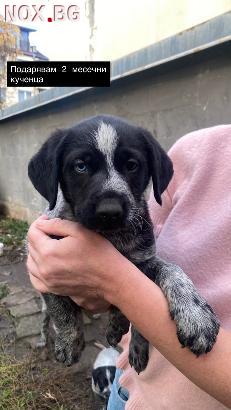 Подарявам кученца на два месеца | Кучета | София-град