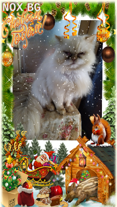 Ваксинирани персийски дългокосмести многоцветни домашни любимци с ЕС паспорти микрочипирани здрави чистокръвни породисти подаръци! | Котки | София-град