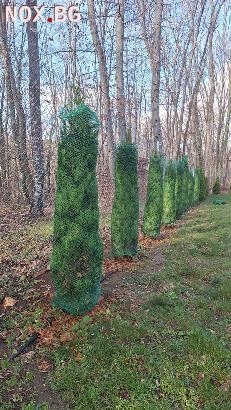 Мрежа за туя (мрежи за туи) | Дом и Градина | Варна