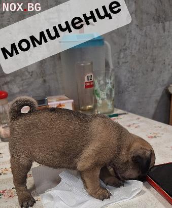 Продават се мопсчета | Кучета | Кюстендил