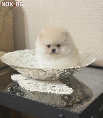 Супер сладък Мини Померан | Кучета | София-град