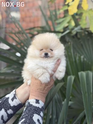 Мъжки и женски Мини Померани | Кучета | София-град
