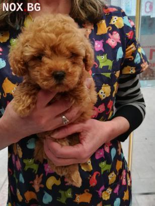 Уникално малки Той пудели | Кучета | София-град