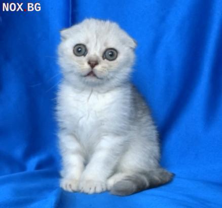 Клепоухи късокосмести котенца | Котки | София-град