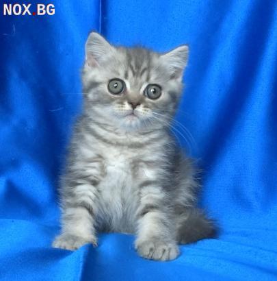 Британско късокосместо котенце | Котки | София-град