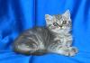 Британско късокосместо котенце | Котки  - София-град - image 1