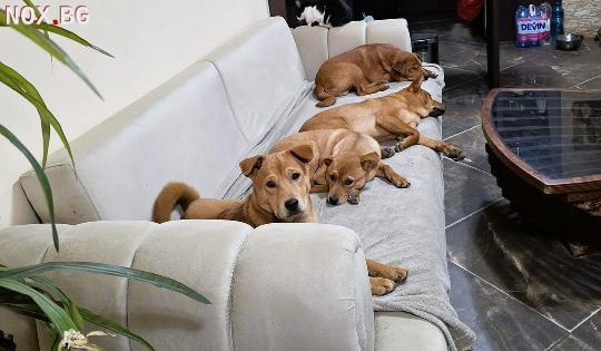 Продавам кученца Shiba Inu | Кучета | Варна