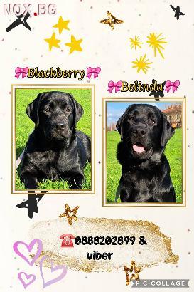 Лабрадор ретривър с родословие | Кучета | Хасково