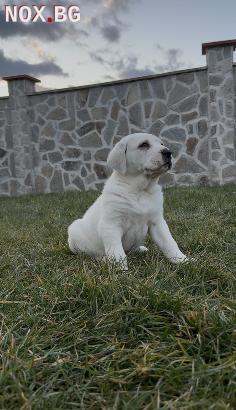 Алабай (Средно Азиатска Овчарка) | Кучета | Монтана