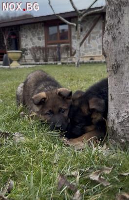 Чистокръвни Немски Овчарки | Кучета | Монтана