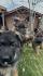 Чистокръвни Немски Овчарки | Кучета  - Монтана - image 13