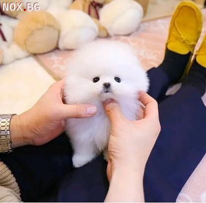 Очарователен мини померан | Кучета | Ямбол