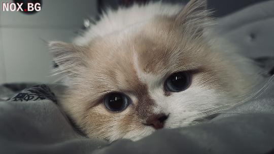 Mъжки котарак Регдол (Ragdoll) на 1.5 г. търси женска | Котки | София-град