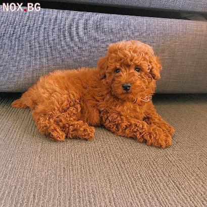 Кученца пудел | Кучета | Благоевград