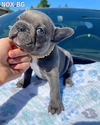 Кученца френски булдог | Кучета | София-град