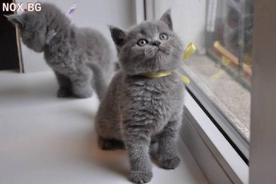 Британски късокосмести котенца | Котки | Благоевград